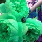 Rare 10 PCS Chinese Peony Tree Seeds - Heirloom Double Ball Type Flowers