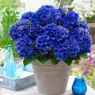 Rare 50 PCS Hydrangea Seeds - Dark Blue Ball Type Flowers