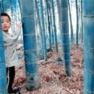 Rare 100 PCS Blue Bamboo Seeds
