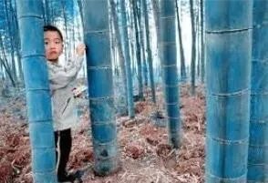 Rare 100 PCS Blue Bamboo Seeds