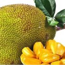 Rare 5 PCS Jackfruit Seeds