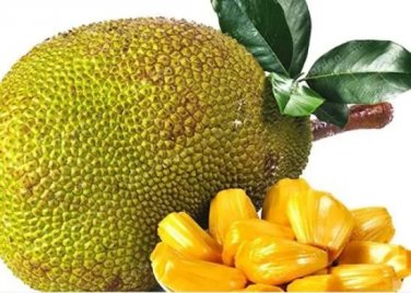 Rare 5 PCS Jackfruit Seeds