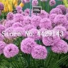 Rare 100 PCS Giant Allium Plant Seeds - Light Purple Color