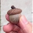 Rare 10 PCS Oak Tree Seeds Bonsia Shrub