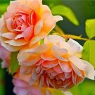 Rare 10 PCS Paeonia Lactiflora Seeds - Orange Red Double Peony Flowers
