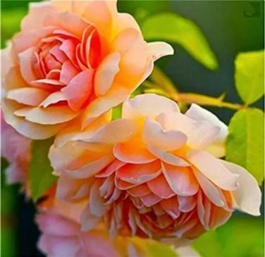 Rare 10 PCS Paeonia Lactiflora Seeds - Orange Red Double Peony Flowers