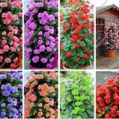 Rare 200 PCS Climbing Geranium Pelargonium Seeds - Mixed 8 Colors