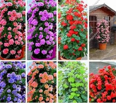 Rare 200 PCS Climbing Geranium Pelargonium Seeds - Mixed 8 Colors