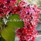 Rare 100 PCS Purple Japanese Lilac Seeds