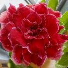 Rare 100 PCS Adenium Obesum Seeds Desert Roses Fresh Red Big Double Flowers