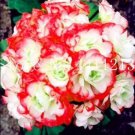 Rare 30PCS Geranium Seeds - Rose Red to Milky White