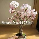 Rare 10 PCS Mini Bonsai Sakura Flower Seeds - Whitish Light Pink Flowers