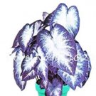 Rare 120 PCS Caladium Seeds - White Big Leaves with Greyish Purple Edge