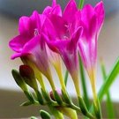 Rare 100 PCS Freesia Flower Seeds - Rose Purple Flowers