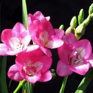 Rare 20 PCS Freesia Flower Seeds - Rose Pink Flowers
