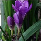 Rare 20 PCS Freesia Flower Seeds - Purple Flowers