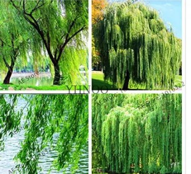 Rare 100 PCS Salix Babylonica Tree Seeds