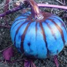 Rare 10 PCS Sweet Pumpkin Seeds