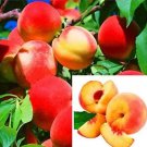 Rare 10 PCS Sweet Peach Flores Seeds
