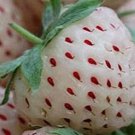 Rare 300 PCS Rare White Strawberry Pineberry Fruit Seeds