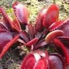 Rare 100 PCS Dionaea muscipula Seeds - Red Color