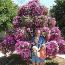 Rare 100 PCS Hanging Petunia Seeds Mixed Coloful Flowers