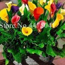 Rare 200 PCS Rainbow Calla Lily Flower Seeds Colorful Flowers