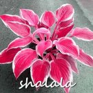 Rare 200 PCS Hosta Seed Perennials - Rose Red Leaves with White Edge