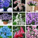 Rare 100 Bellflower Flower Seeds, Mixed
