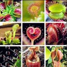 Rare 200 PCS Multifarious Nepenthes Carnivorous Plant Seed Mixed 9 Types