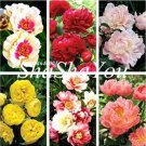 Rare 10 PCS Chinese Peony Flower Seeds Mixed Red Yellow Light Pink Bi-color Rose Red ect 6 Colors