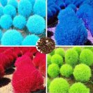 Rare 500 PCS Kochia scoparia Seeds Mixed 5 Colors