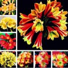 Rare 100 PCS Clivia Flower Seeds Mixed 8 Colors