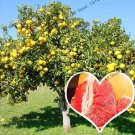 Rare 50 PCS Citrus Maxima Pamplemousse Jabong Shaddock Seeds - Red Inside