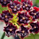 Rare 100 PCS Hoya Carnosa Seeds - Blood Red Color