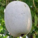 Rare 100 PCS Gourd petha Seeds