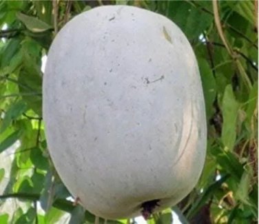 Rare 100 PCS Gourd petha Seeds