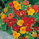Rare 25 Alaska Mix Nasturtium Seeds