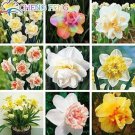 Rare Daffodils 100 Seeds, Mixed 9 Types