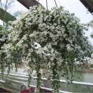 Rare 100 PCS White Bacopa Seeds Perfect Flowers for Hanging Baskets and Windowboxes