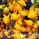 Rare 50 PCS Rare Nipple Eggplant Seeds 100% Organic & Non-GMO Fruit