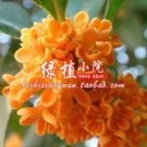 Rare 10 PCS Orange Osmanthus Flower Seeds