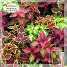 Rare 100 PCS Coleus Blumei Seeds Rose Red Color with Green Leaves