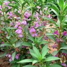 Rare 50 PCS Impatiens balsamina Seeds Light Purple Double Lilac Flowers