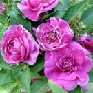 Rare 50 PCS Camellia impatiens Seeds Purple Double Flowers