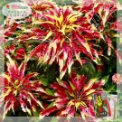 Rare 200 PCS Amaranthus Tricolor Seeds Tri-color (Red Yellow Green)