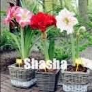 Rare 100PCS Mixed Amaryllis Seeds Red White Pinkish-White Mix Colors)