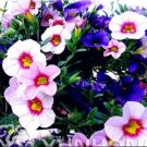 Rare 100 PCS Mini Calibrchoa Million Bells Petunia Seeds