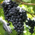 Rare 100 PCS 'Little Bee' Black Grape Fruit Seeds