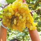 Rare 100 PCS Golden Green Sweet Grape Organic Seeds